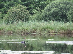 Bullm�hle Teich